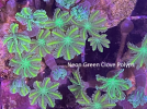 Neon Green Clove Polyps.png
