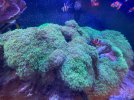 Frogspawn Coral.jpg