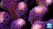 purplestylophora.jpg