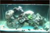 tank with first 3 corals 2.jpg