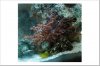 gill & colt coral.jpg