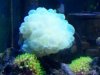 Green Bubble Coral.jpg