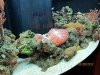 corals 010.jpg