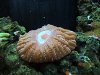 corals 001.jpg