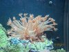 corals 004.jpg