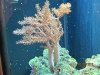 corals 011.jpg
