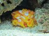 corals 006.jpg