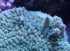 green horn coral.JPG