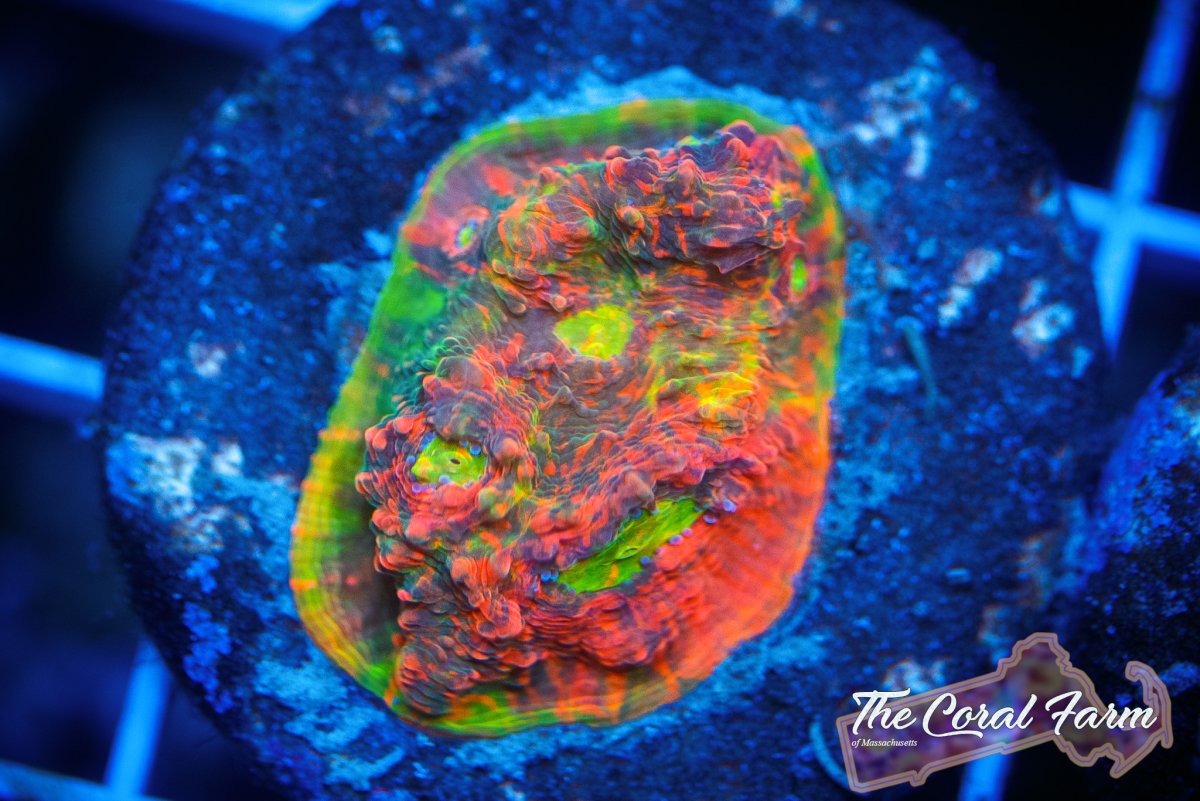 058- Coral Farm MA 414.jpg