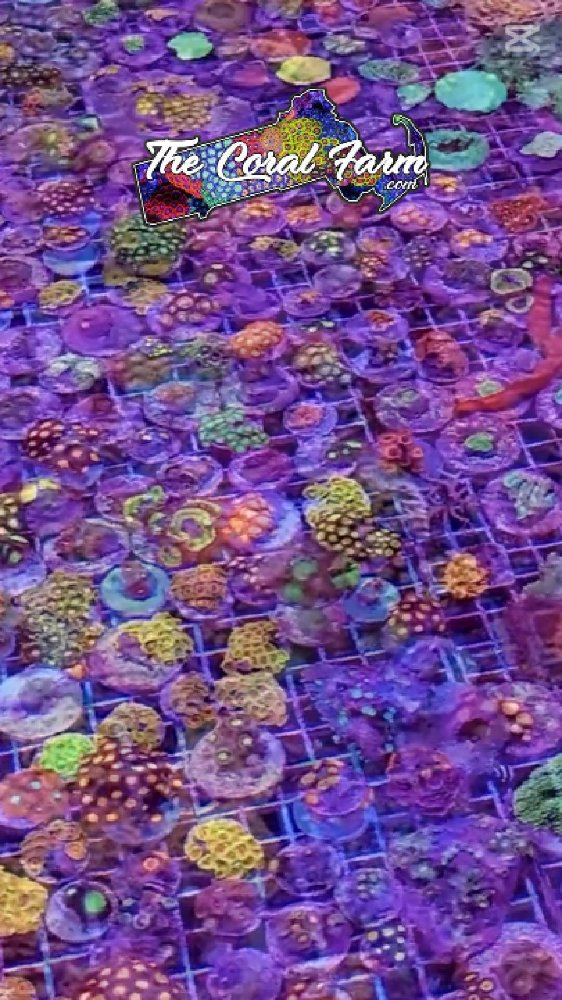 1230 1230 New year sale Orig WEOZGHM4SOAA4TP2-Cover.jpg 1230 1230 New year sale Orig WEOZGHM4SOAA4TP2-Cover.jpg