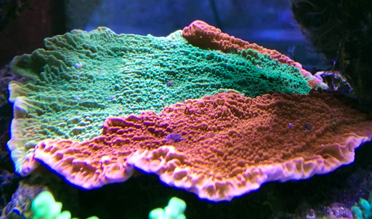 1BDB2C7A-7068-42F3-9DAE-23590BC36E11.jpeg
