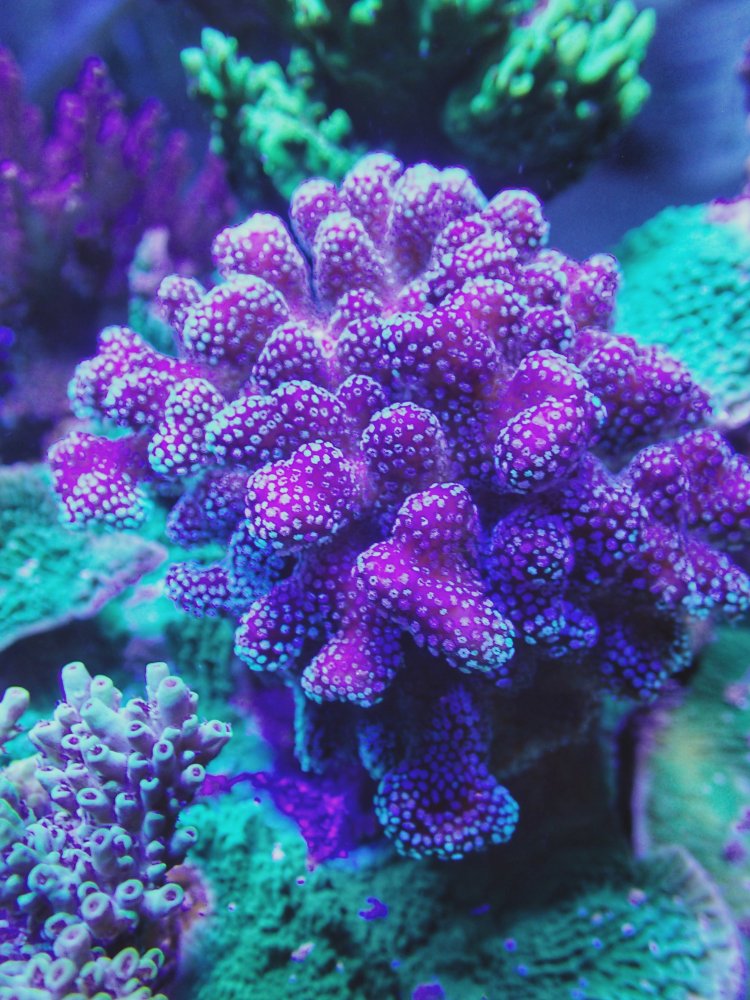 1F3FF7A1-E547-4A3C-BA04-79499AE8B000.jpeg