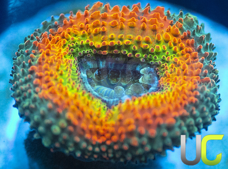371-UC-Taste-the-Rainbow-Micromussa-Amakusensis-E22.jpg