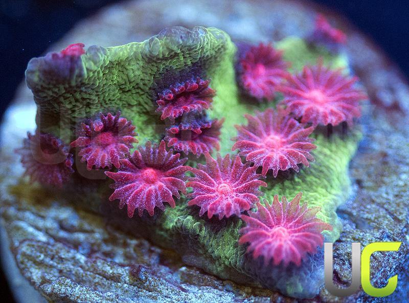 546-JF-Alien-Pox-Cyphastrea.jpg