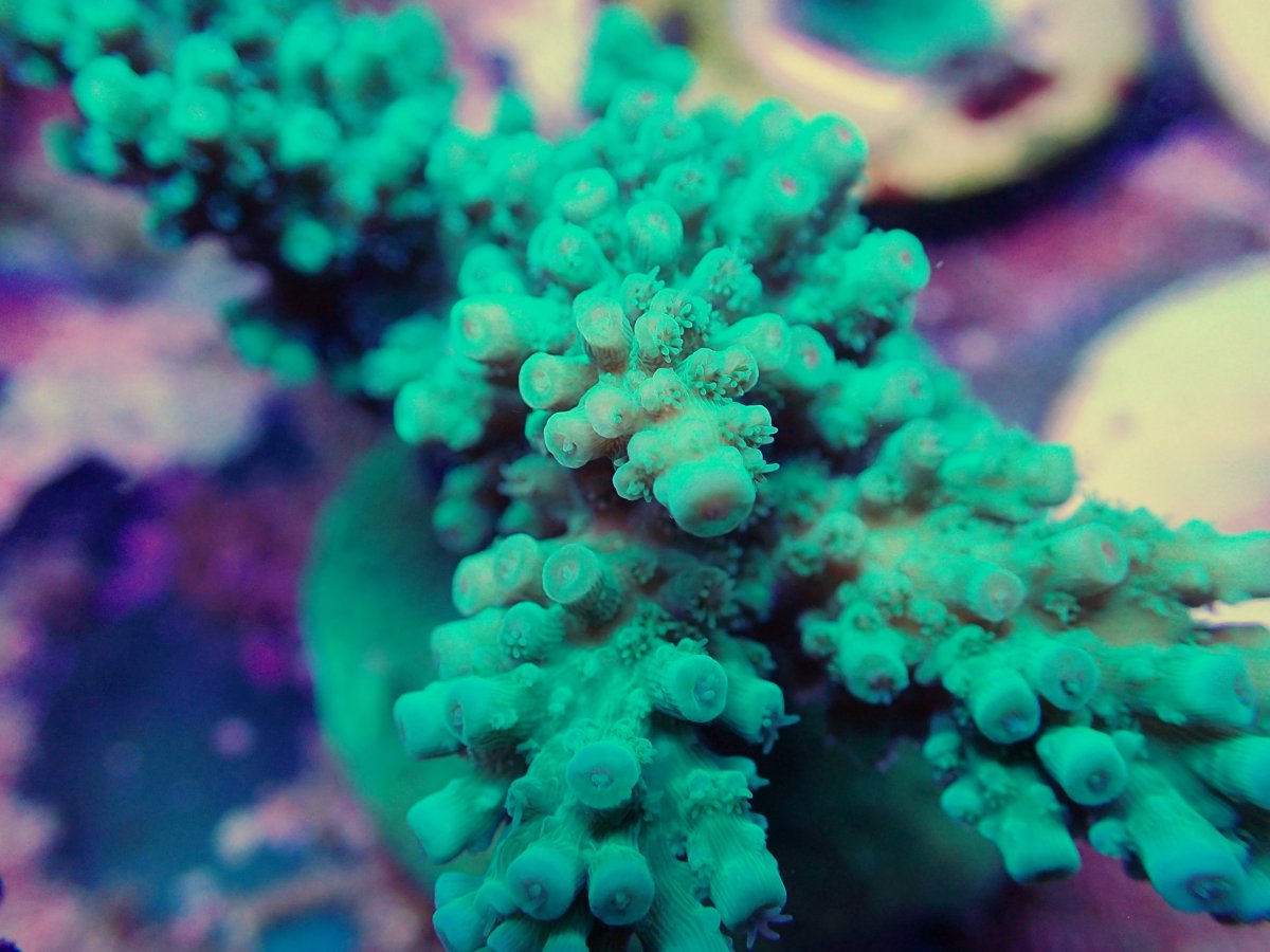5D098DDA-BF77-45EF-BA93-71885DC090BA.jpeg