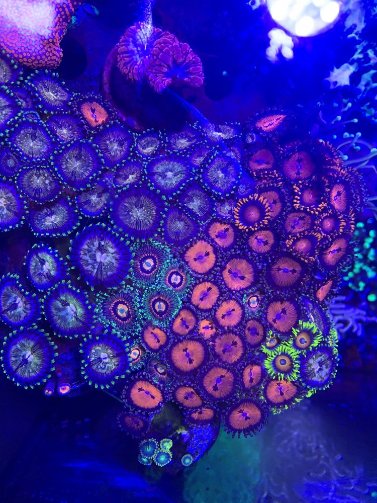 621C2E60-4126-4473-B2CD-8BF252418DA3.jpeg