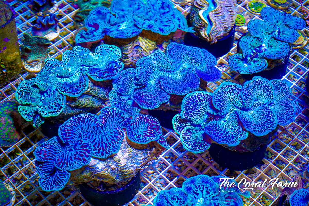 7 Maxima Clams 01001 Web-12.jpg