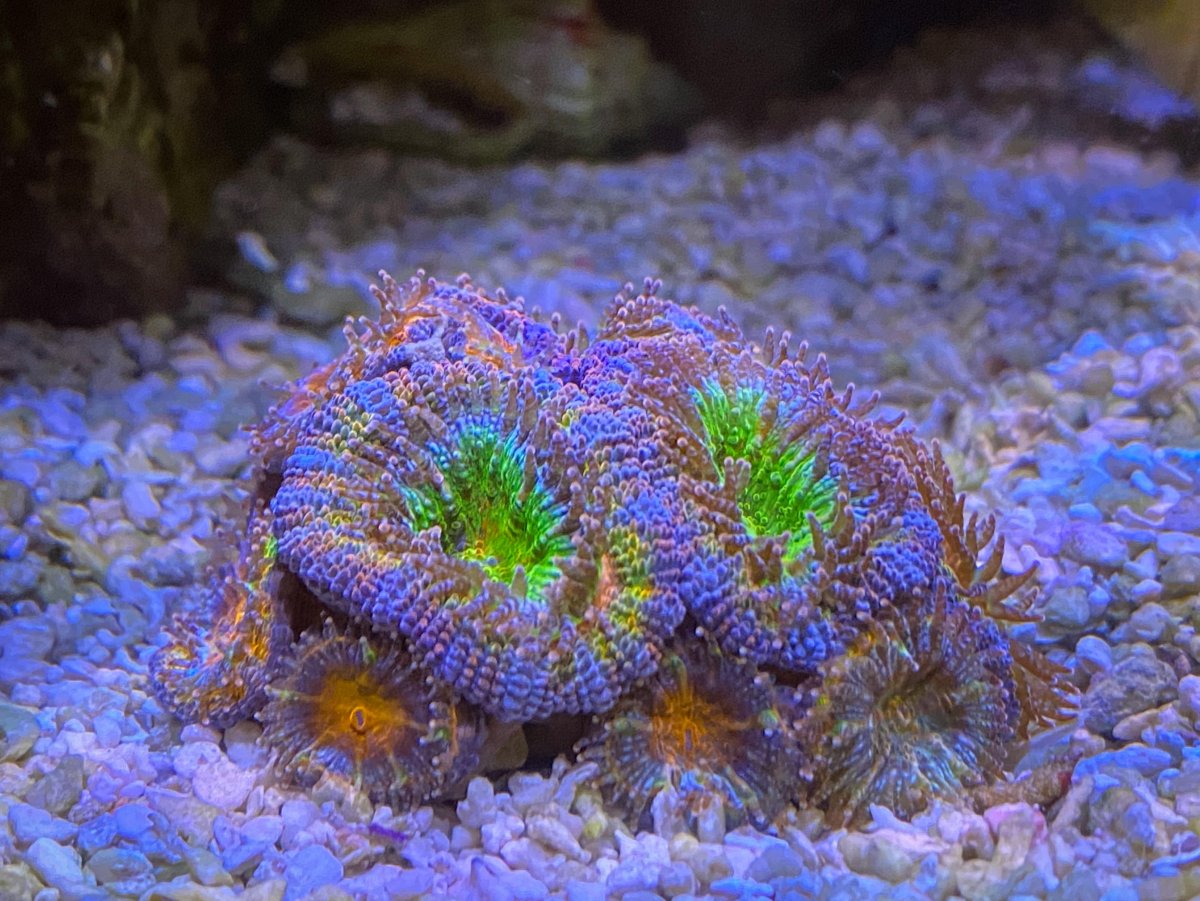 8-4-reef-acans.jpg