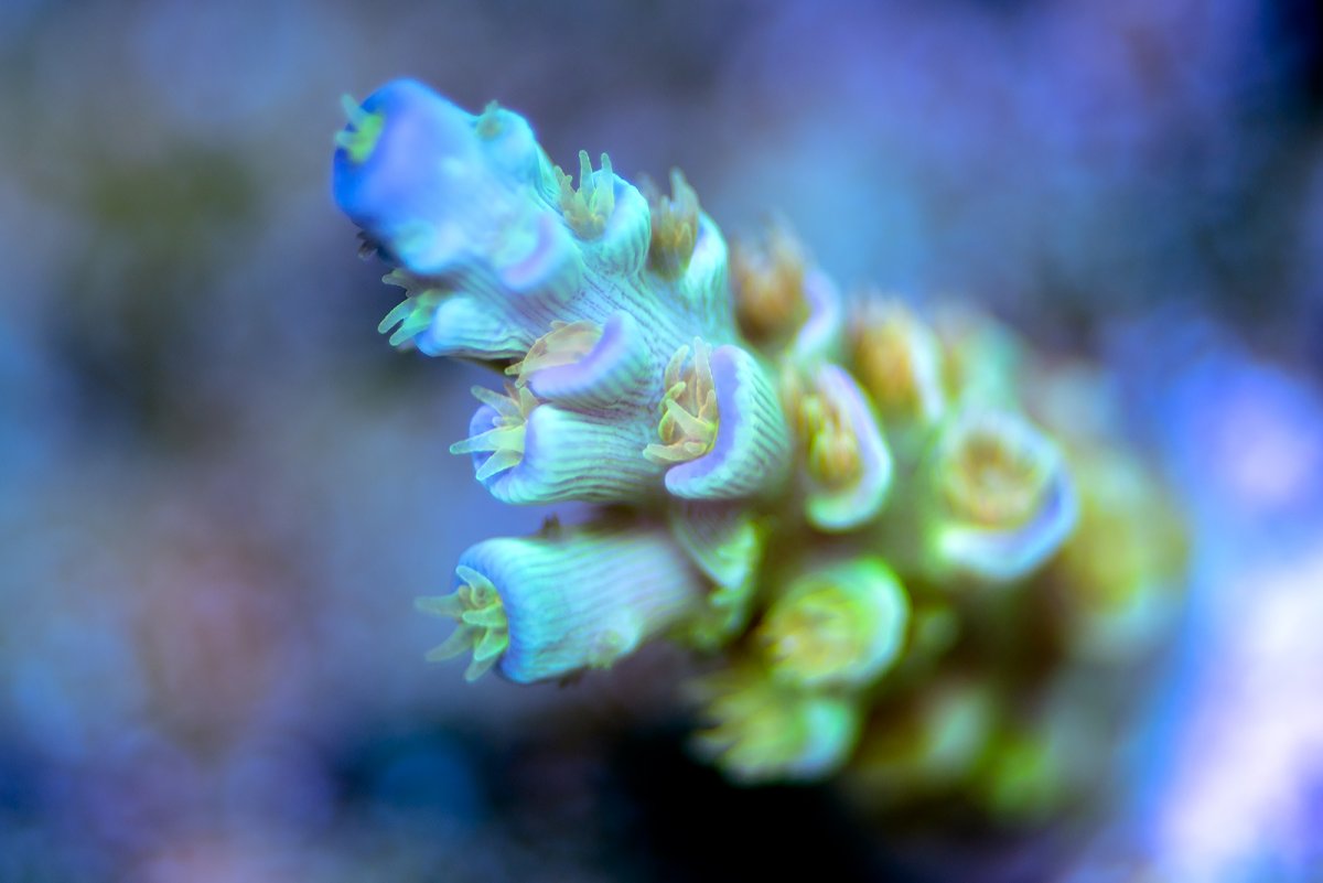 _Z7D6645.jpg