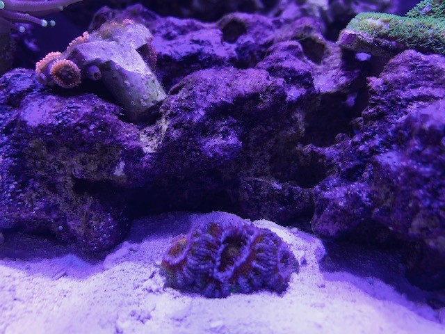 acan.jpg