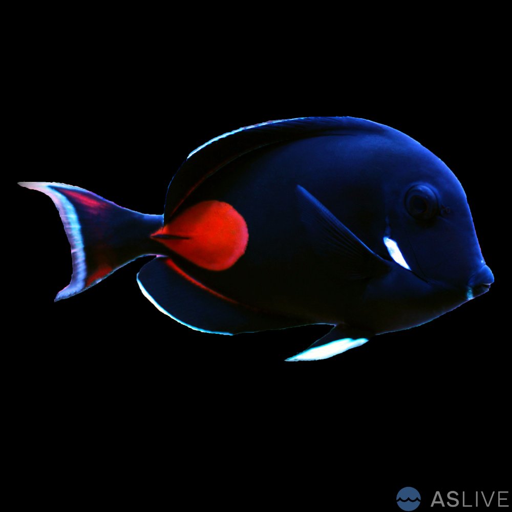 achilles-tang-dt-2.jpg