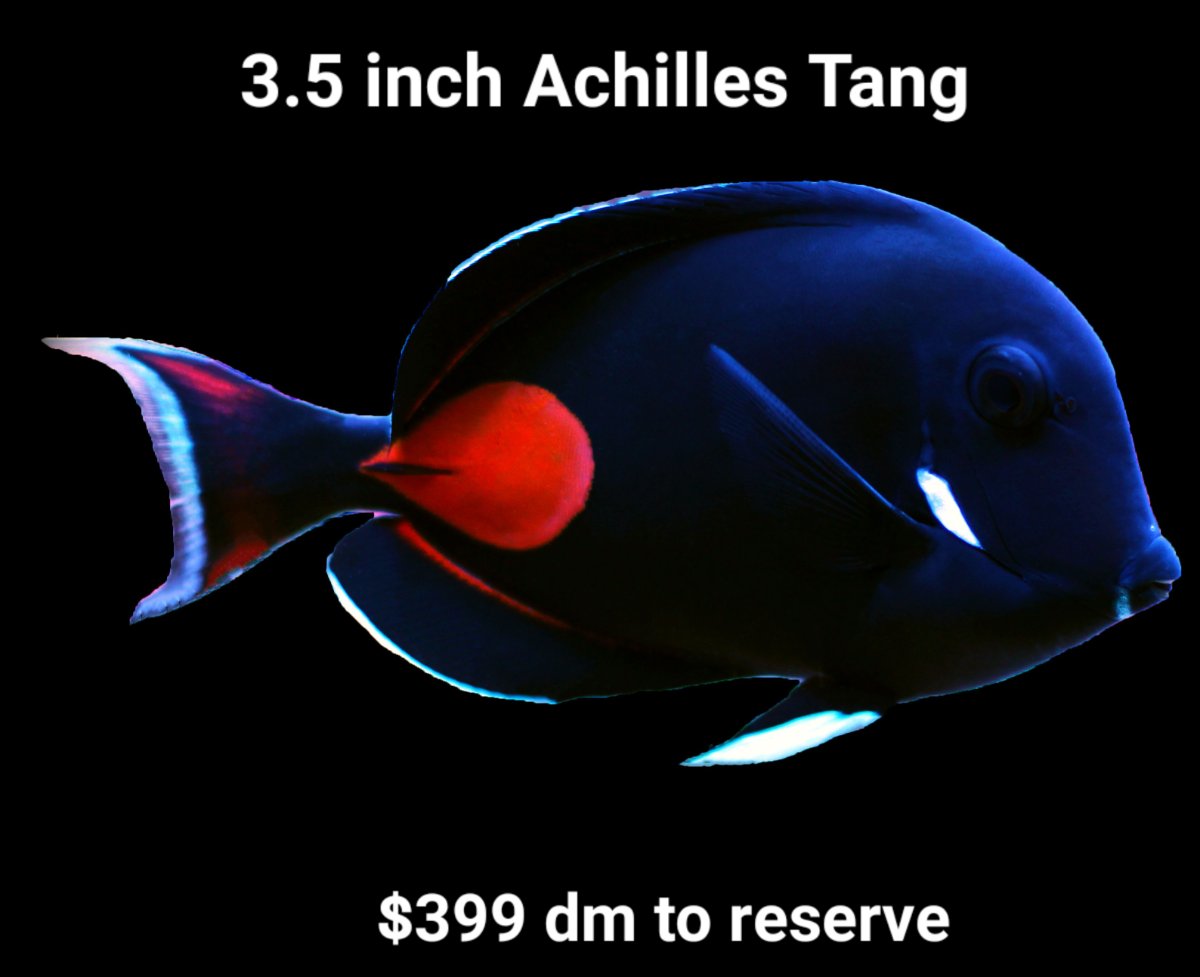achilles-tang-dt.jpg