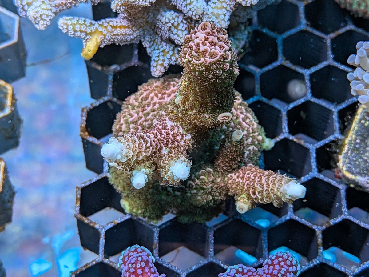 Acro millepora.jpg