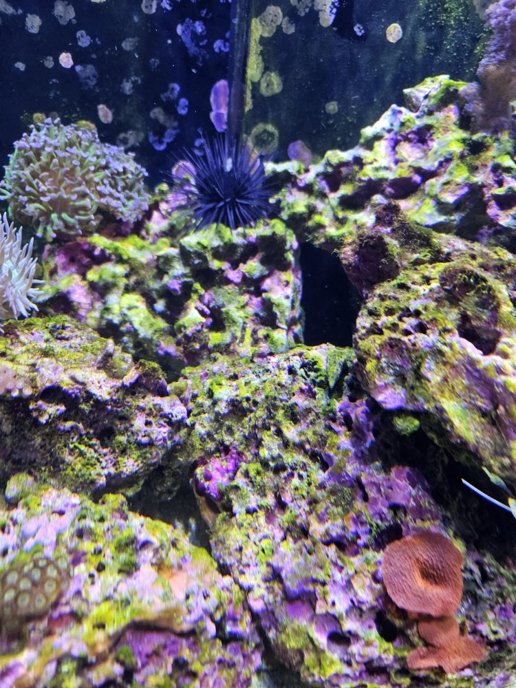 algae2.jpg