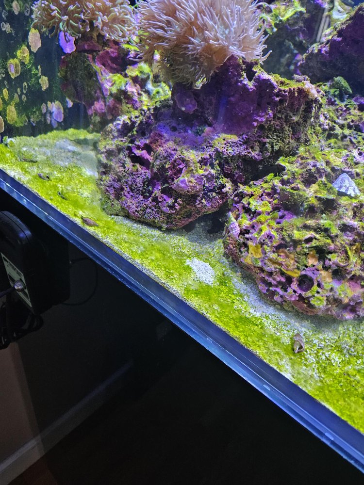 algae3.jpg