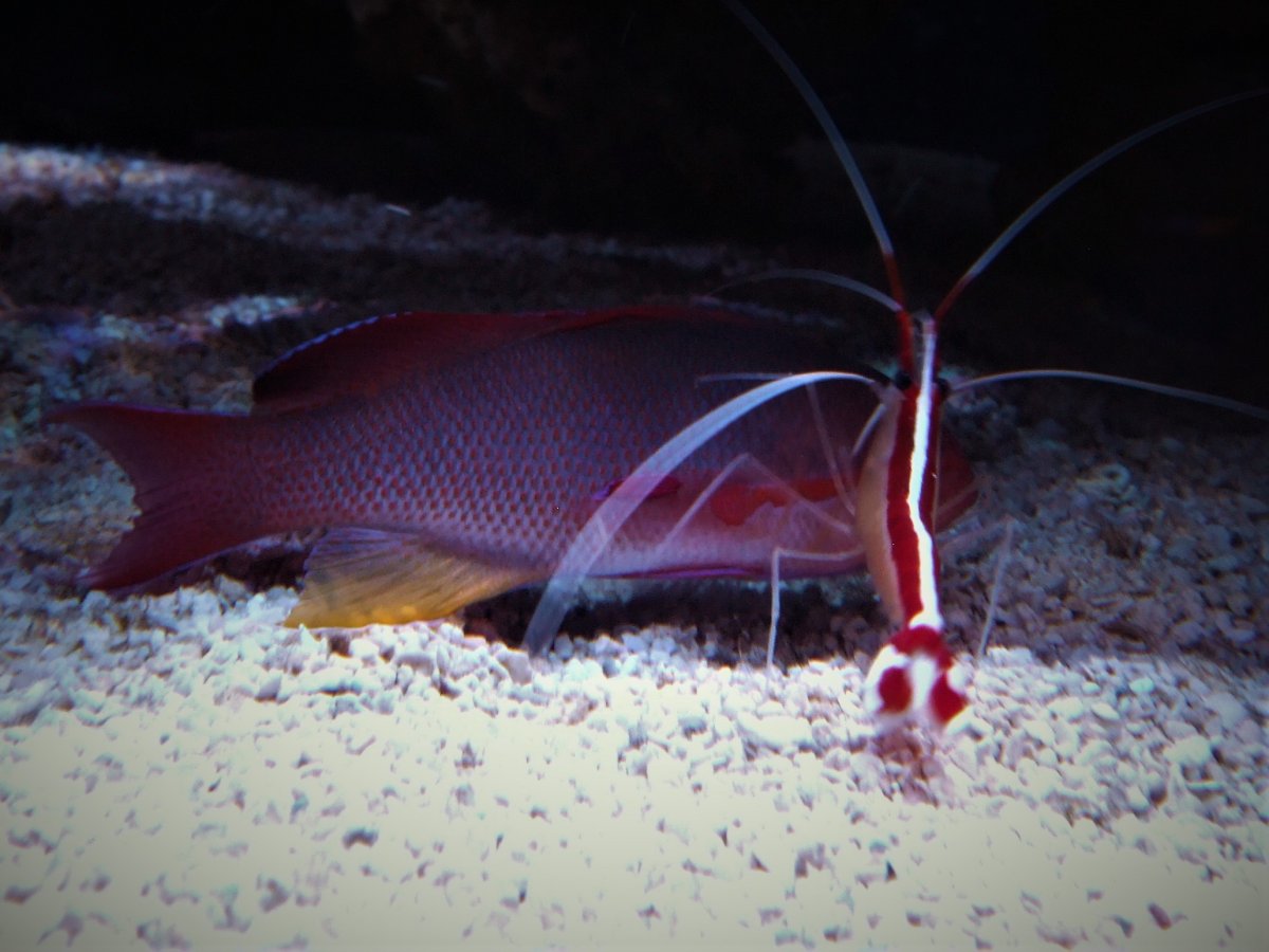 AnthiasShrimp.jpg