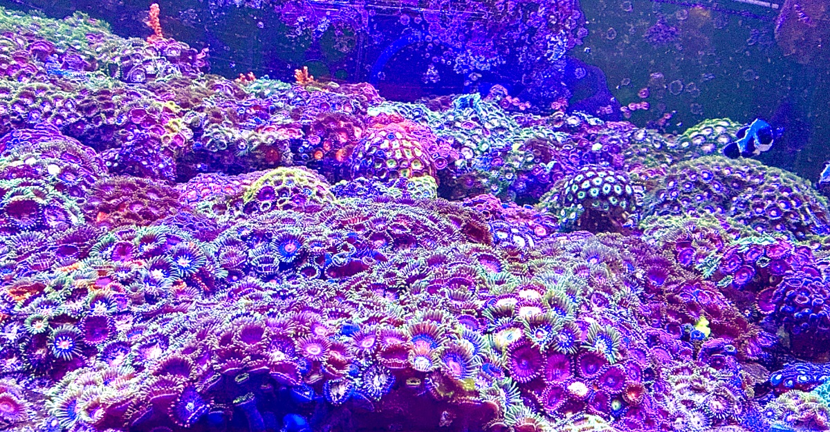 AquaCam_BAF2F69E.jpeg