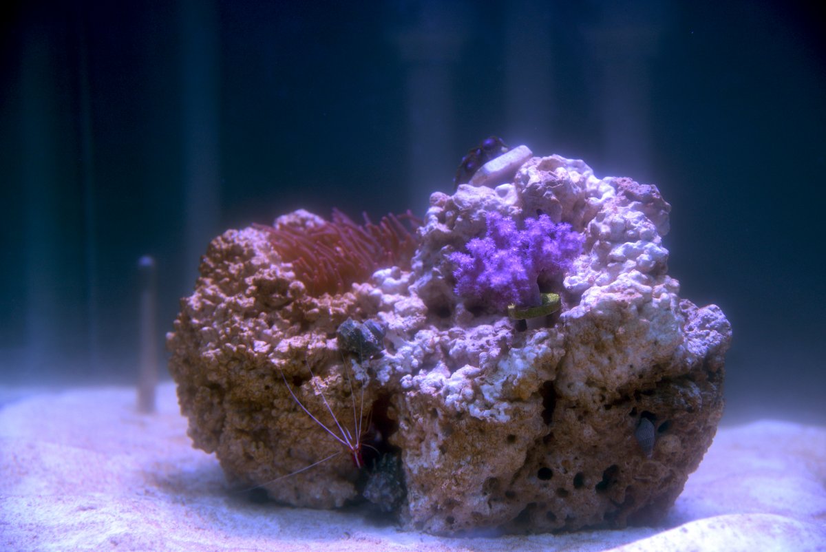 Aquascape 20211115.jpg