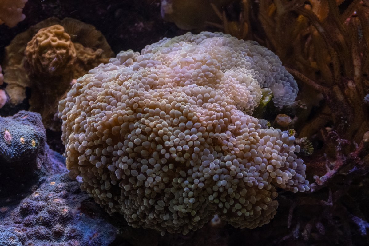 Aussie Gold Hammer.jpg