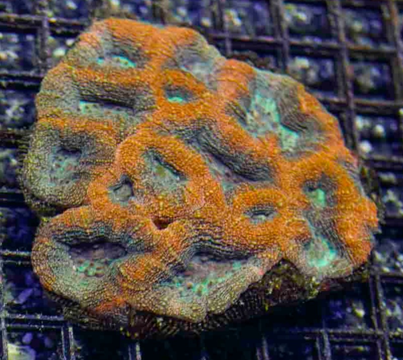 Aussie_Acan_Bowerbanki_5-6_inch_$150_.JPG