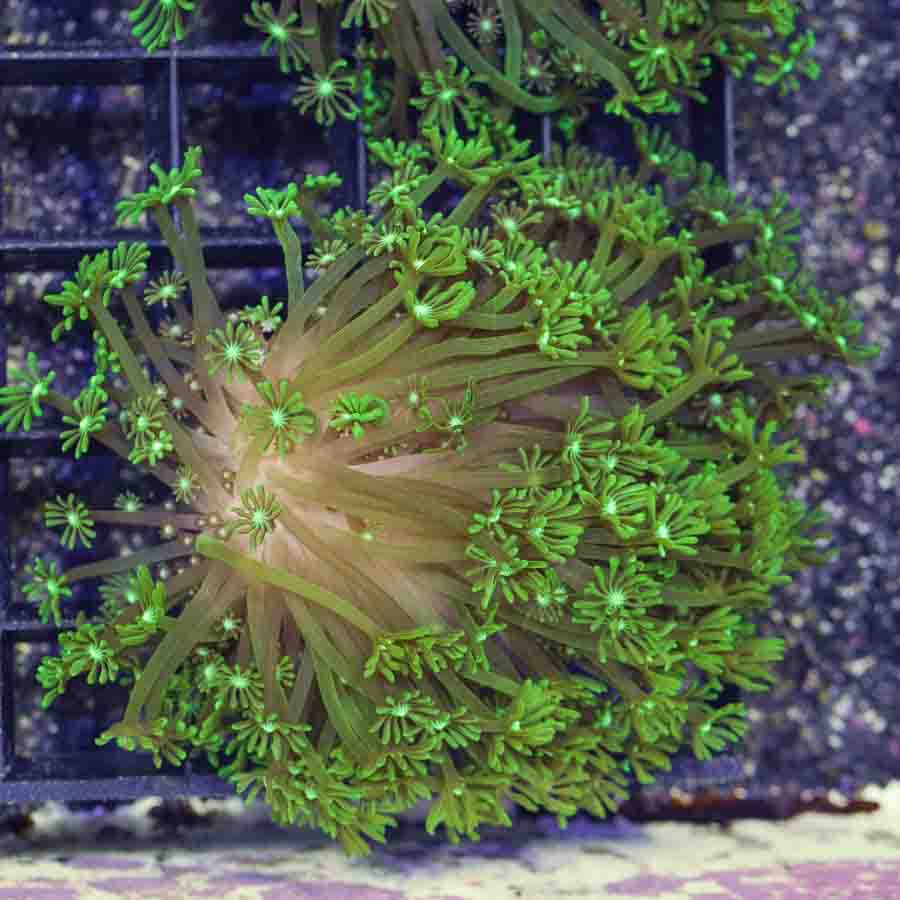 Aussie_Green_Long_Polyp_Gonipora_$180_.JPG