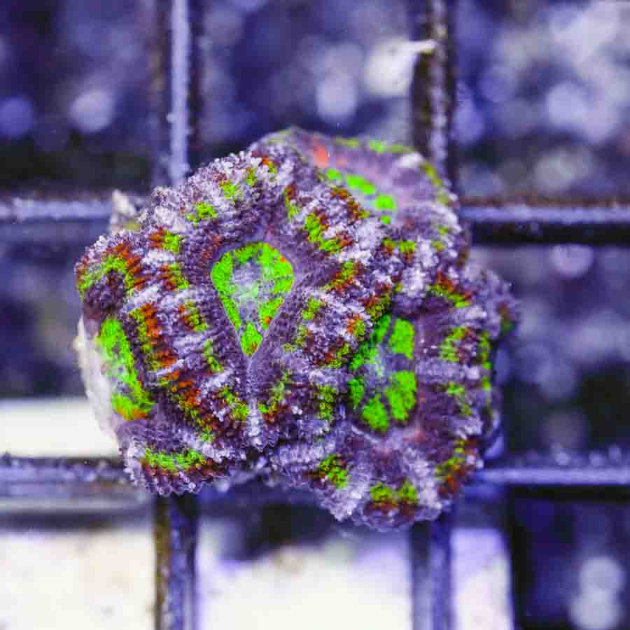 Aussie_Rainbow_Acan_2_inch_$125_.JPG