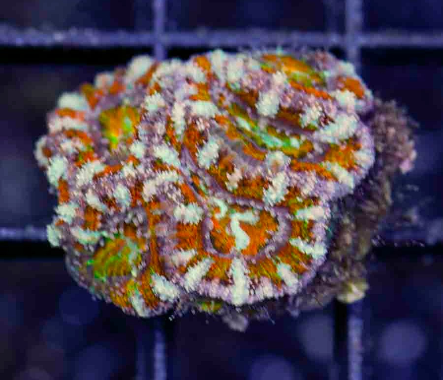Aussie_Rainbow_Acan_Lord_$180_.JPG
