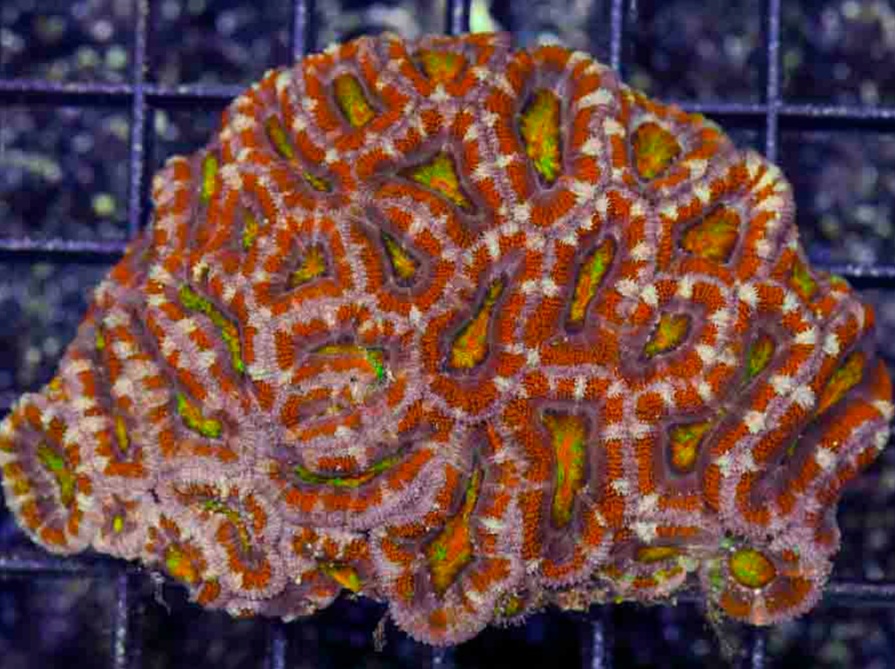 Aussie_Rainbow_Acan_Lord_4-5_inch_$500_.JPG