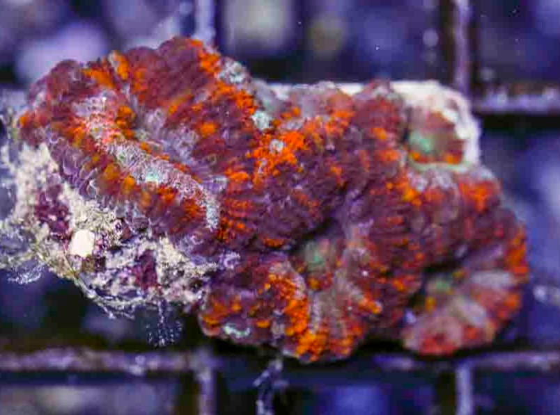 Aussie_Ultra_Acan_2_inch_$60.00_.JPG