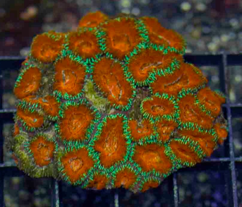 Aussie_Ultra_Acan_3-4_inch_$175_.JPG