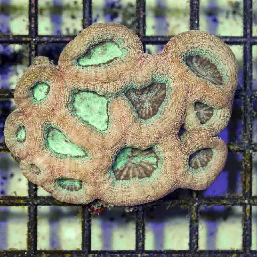 Aussie_Ultra_Acan_Bowerbanki_4_inch_$200_.JPG