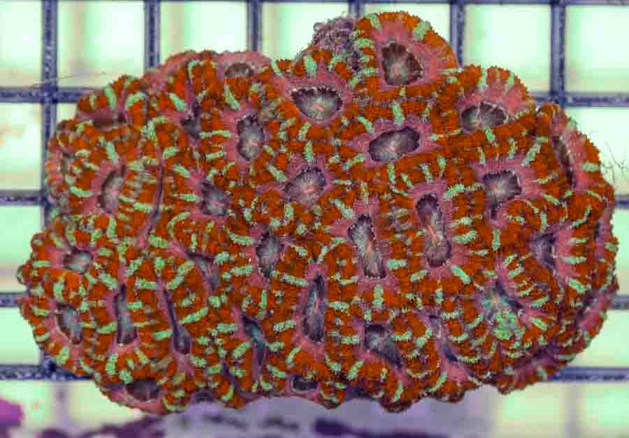 Aussie_Ultra_Acan_Pink_Lord_4-5_inch_$200_.JPG