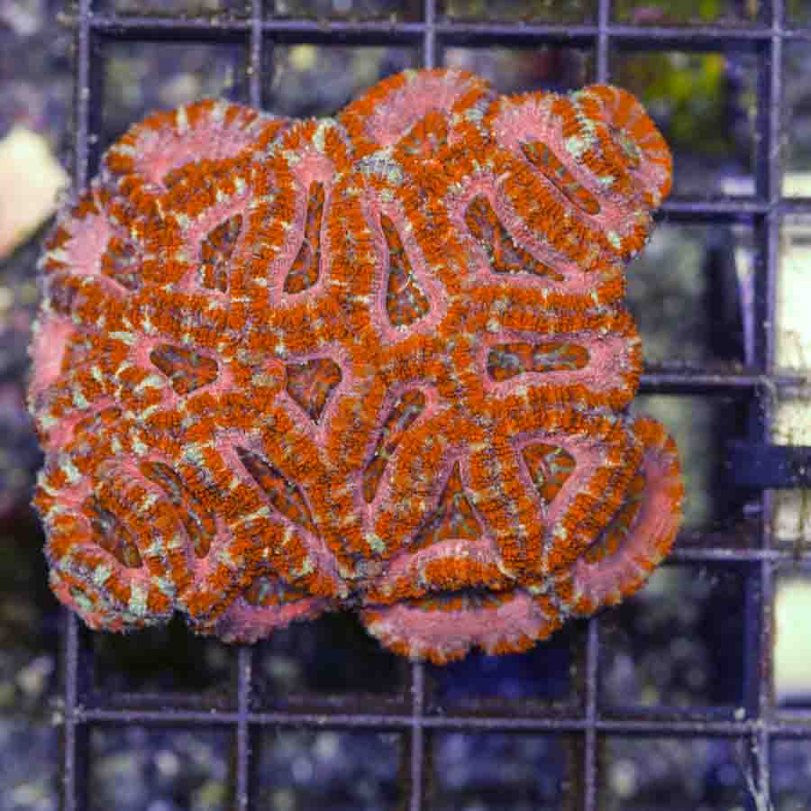 Aussie_Ultra_Pink_Acan_4_inch_$200_.JPG