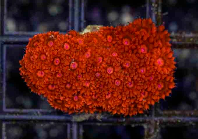 Aussie_Ultra_Red_Gonipora_2-3_inch_$120_.JPG