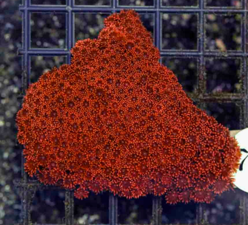 Aussie_Ultra_Red_Gonipora_4-5_inch_$250_.JPG