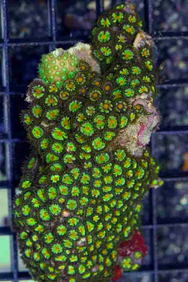 Aussie_Ultra_Zoa_On_rock_$200_.JPG