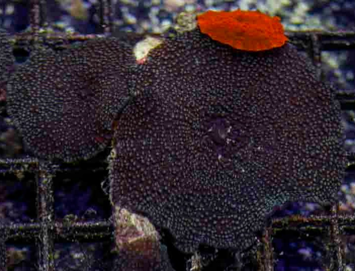 Aussie_xl_Blue_Interstellar_Mushroom_colony_$150_.JPG