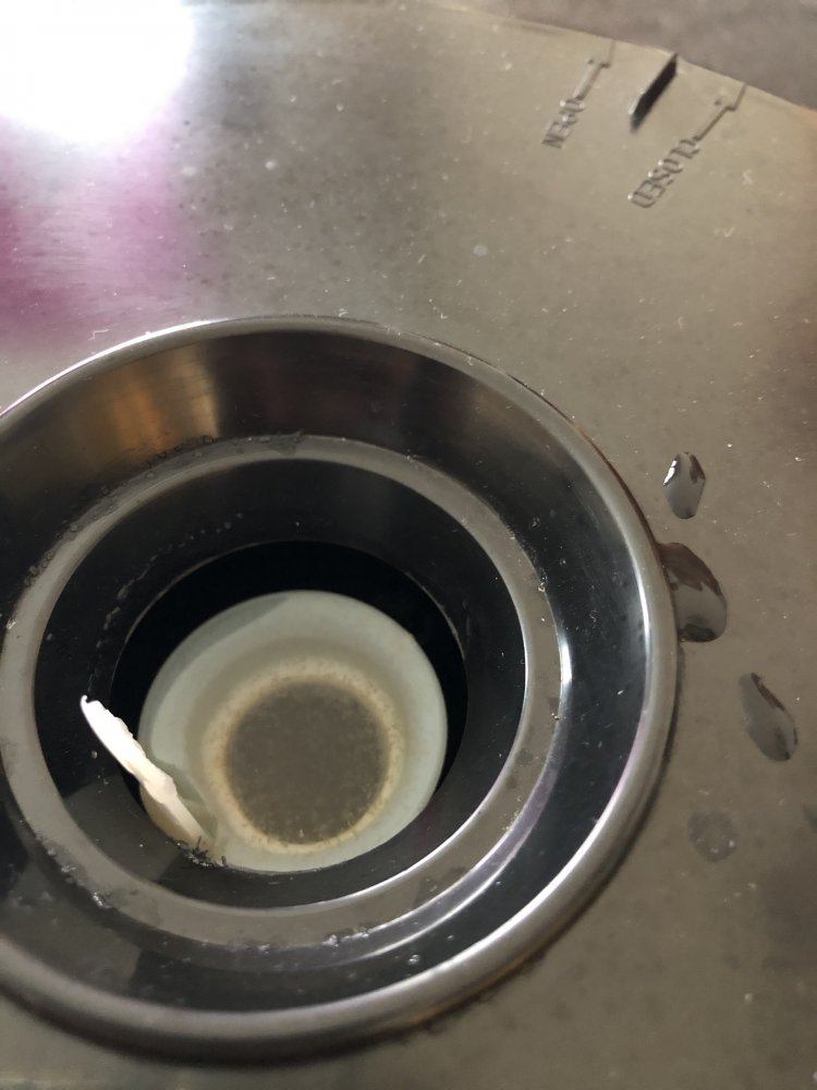 Baby Brine Shrimps.jpg