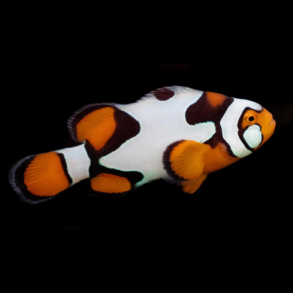 Black-Picasso-Grade-1-Clownfish_cbdcd836-aaf5-4c21-8f49-22d749e35256.jpg