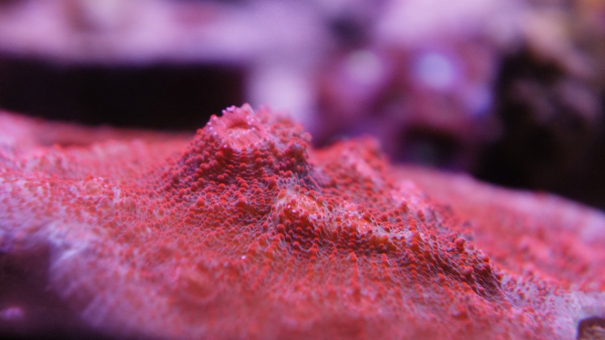 Blue Red Chalice.JPG